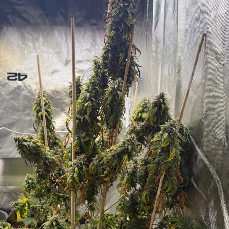 Gorilla Z auto / perpetual grow fastbuds