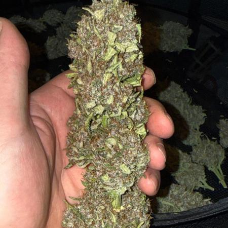 Only harvest
