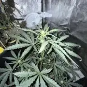 Mango cherry runtz auto /perpetual grow
