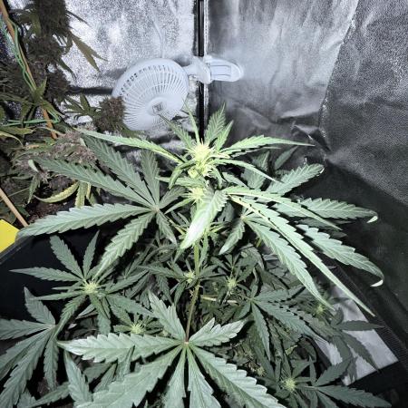 Mango cherry runtz auto /perpetual grow