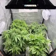 Autumn auto run FastBuds