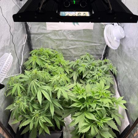 Autumn auto run FastBuds