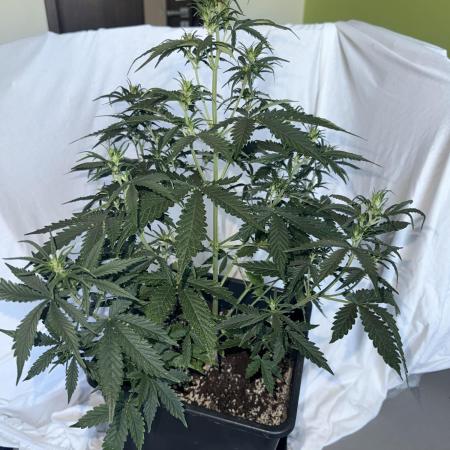 Gorilla Z auto / perpetual grow fastbuds