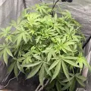 Cultivo GreenponicSpa💚