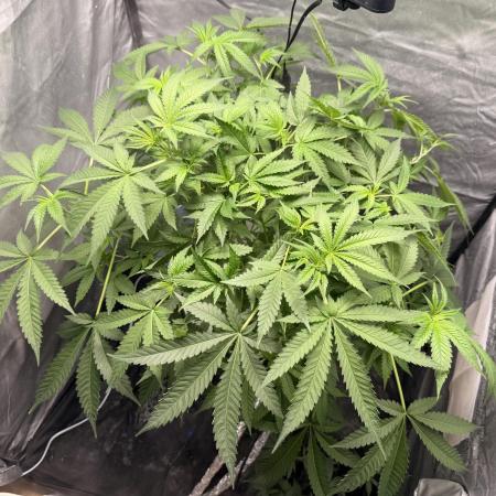 Cultivo GreenponicSpa💚