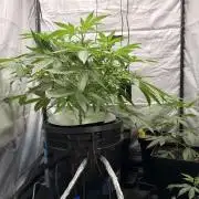 Cultivo GreenponicSpa💚