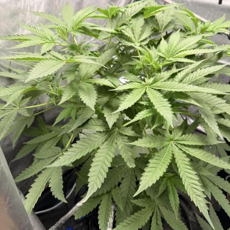Cultivo GreenponicSpa💚