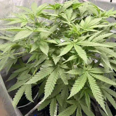 Cultivo GreenponicSpa💚