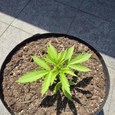 GanjaHulk - Outdoor 2026