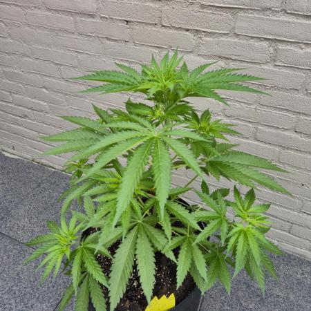 Critical Impact | Outdoor 2026
