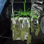 Easy Bud First Grow