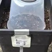 CHERRY COLA AUTO RF3 Fast Buds