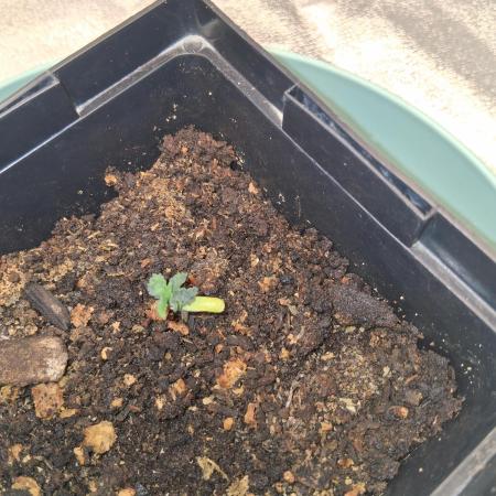Grow number 1