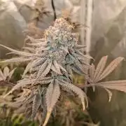 Second Grow, about 2 weeks till harvest.