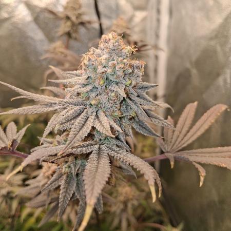 Second Grow, about 2 weeks till harvest.