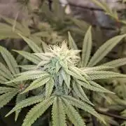 My second grow
