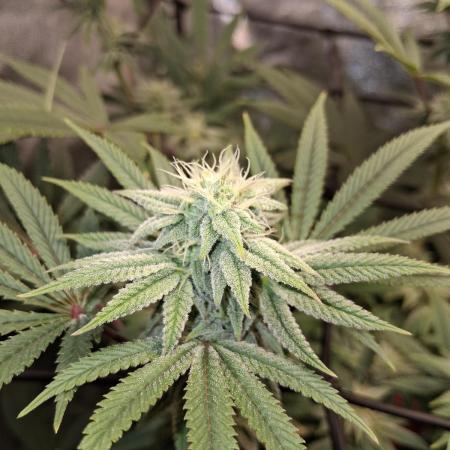 My second grow