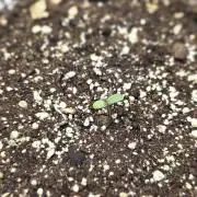 First Auto Flower Grow