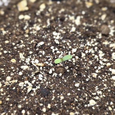 First Auto Flower Grow