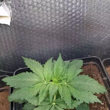 Northern Lights