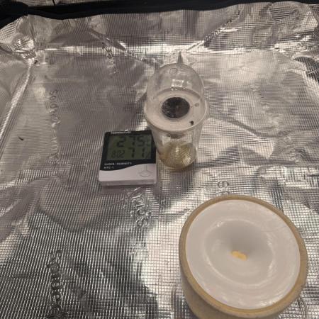 Bag seed from LEMON BERRY CANDY OG 🇺🇸