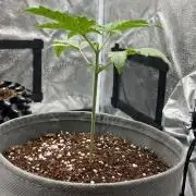 White Widow Auto - The Seed Pharm Run