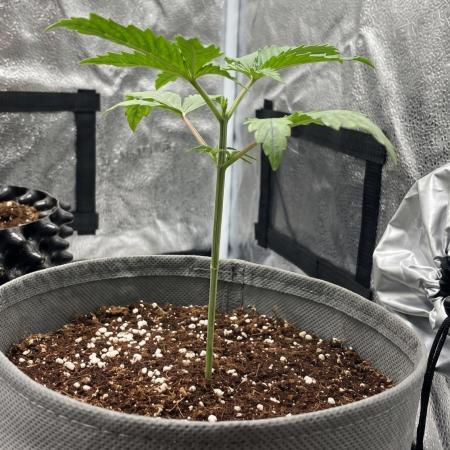 White Widow Auto - The Seed Pharm Run