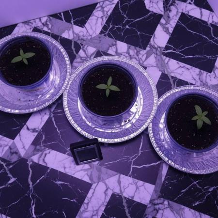 White Widow Auto - The Seed Pharm Run