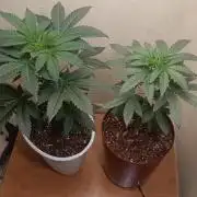Crescendo first indoor attempt