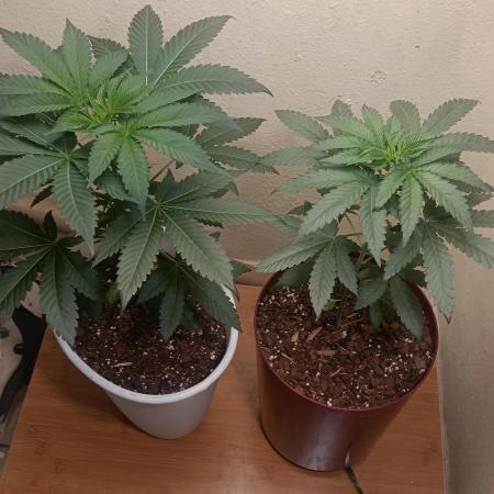 Crescendo first indoor attempt