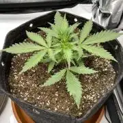 First Ever Grow