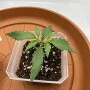 First Ever Grow