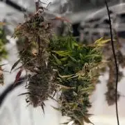 First Ever Grow
