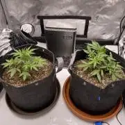 First Ever Grow