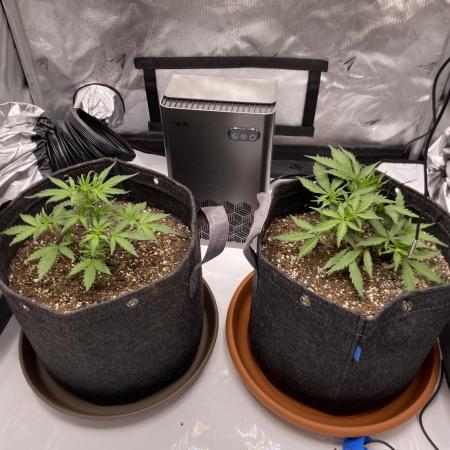 First Ever Grow