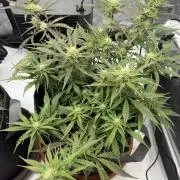 First Ever Grow