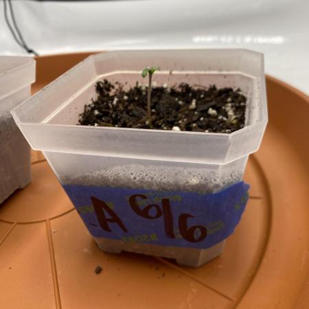 First Ever Grow