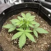 First Ever Grow
