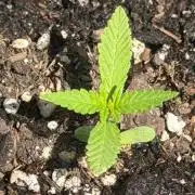 Mephisto Electric Citrus Auto