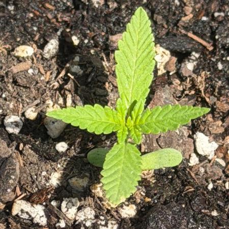 Mephisto Electric Citrus Auto