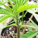 Durban Poison