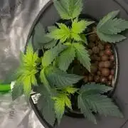 Cali Hydro