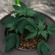 Cali Hydro