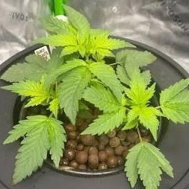 Cali Hydro