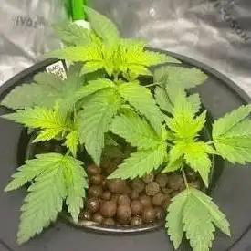 Cali Hydro