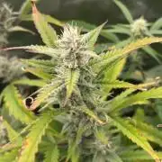Gelato Auto FB First grow