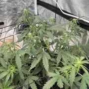 Gelato Auto FB First grow