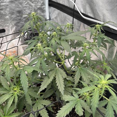 Gelato Auto FB First grow