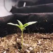 Gelato Auto FB First grow