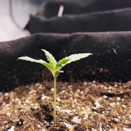 Gelato Auto FB First grow